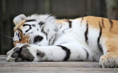 Sleeping Tiger