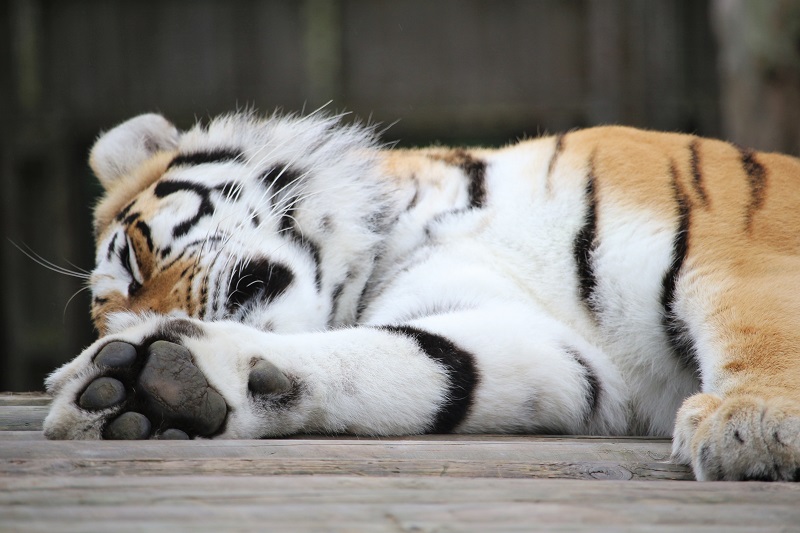 Sleeping Tiger